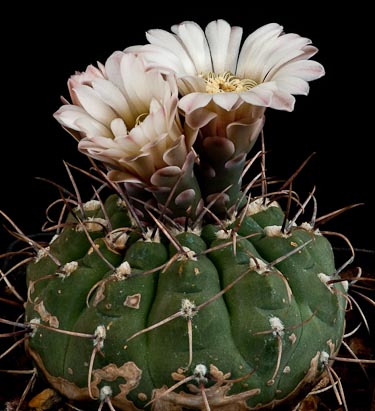 coupe d'une fleur